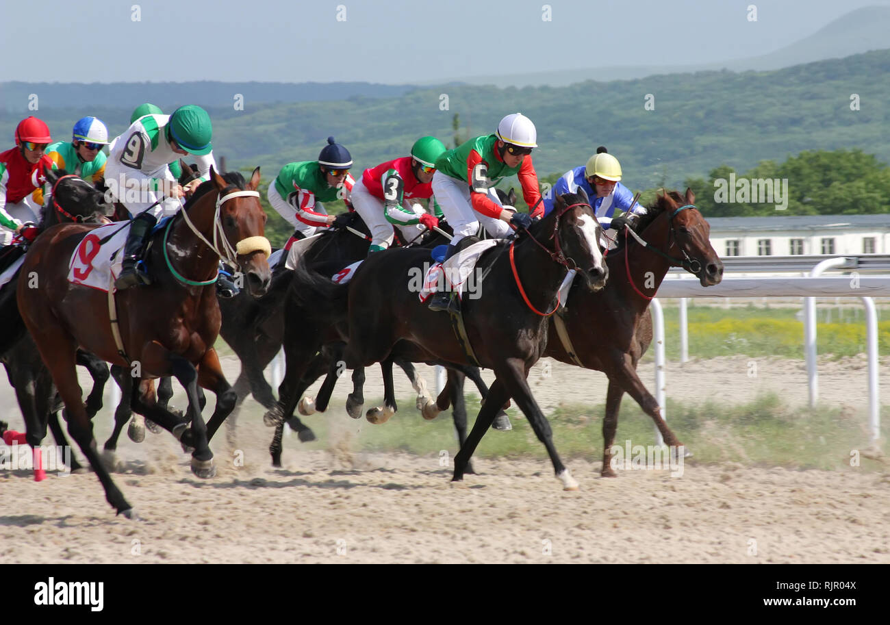 PYATIGORSK, Russia - 5 giugno: Unidentified cavalli e cavalieri di competere per la corsa per il premio del Afins Wuda su Giugno 5, 2011 in Pyatigor Foto Stock