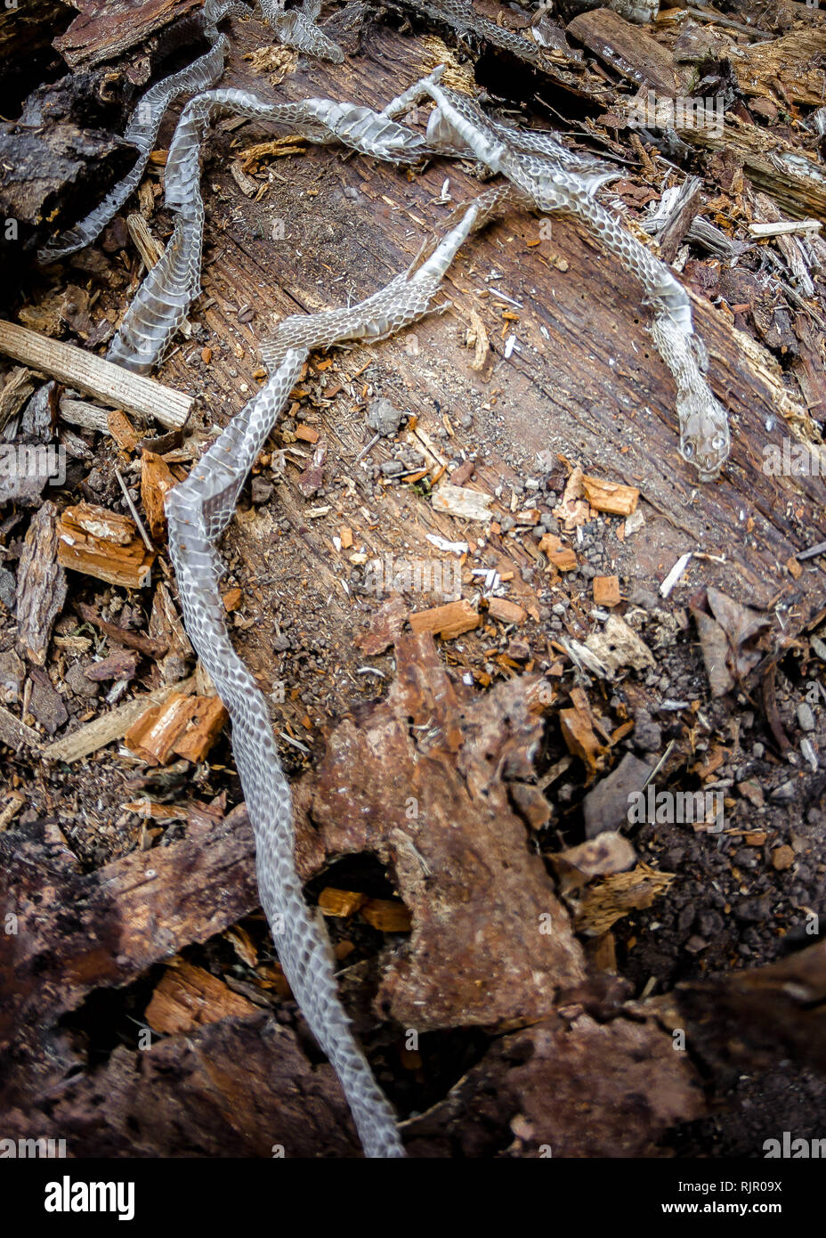 Snake slough su sfondo di legno, creepy pelle di serpente nel selvaggio Foto Stock