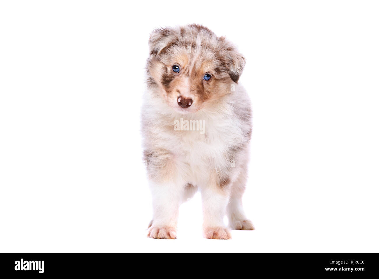 Red merle Border Collie cucciolo di fronte a uno sfondo bianco Foto stock -  Alamy