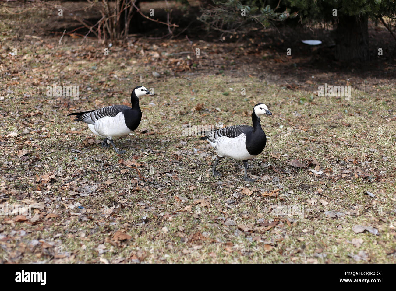 Due oche canadesi camminando su un prato brunastro. Le oche sono piuttosto piccoli in bianco e nero degli uccelli. Fotografato a Helsinki in Finlandia. Foto Stock