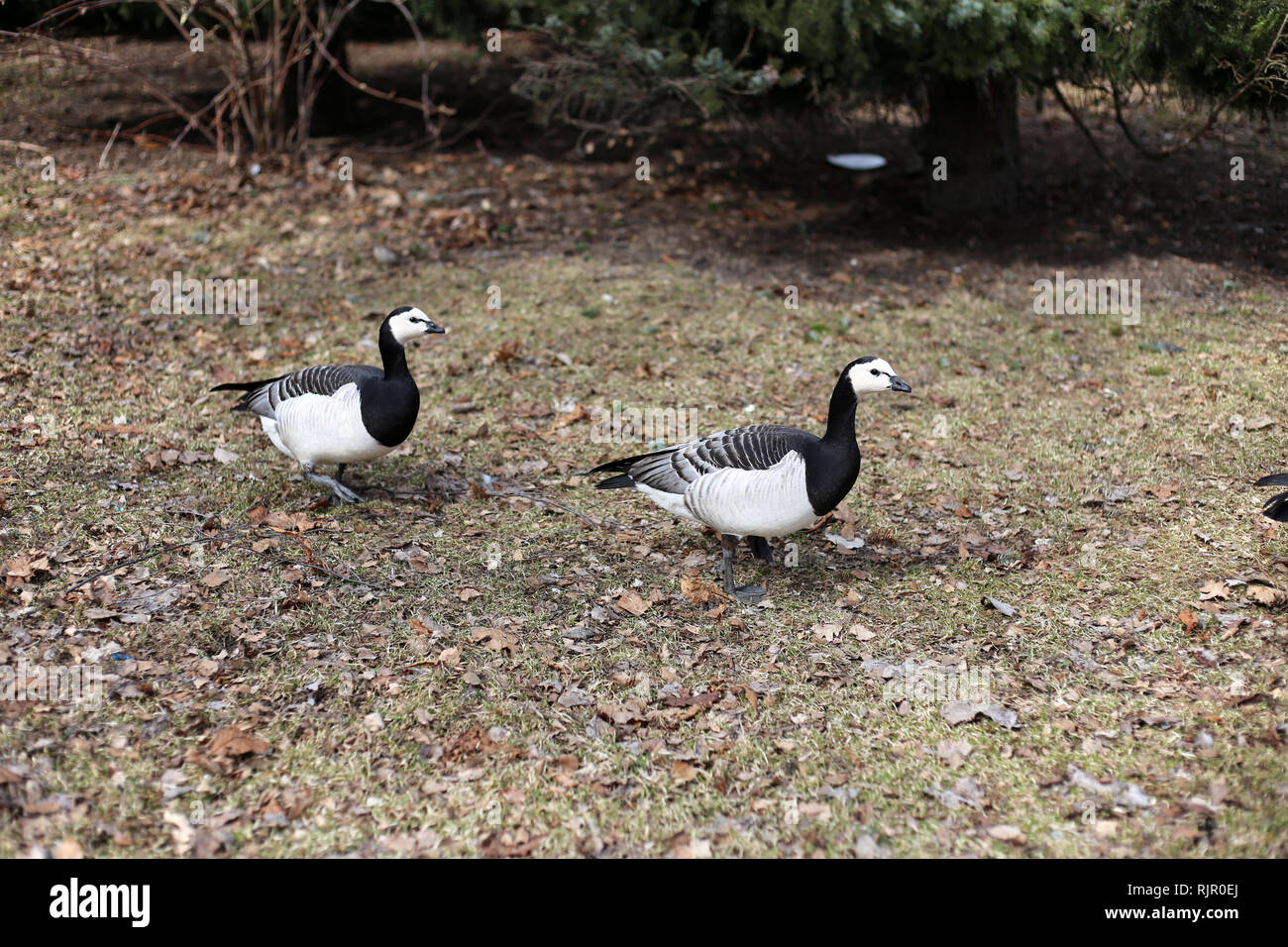 Due oche canadesi camminando su un prato brunastro. Le oche sono piuttosto piccoli in bianco e nero degli uccelli. Fotografato a Helsinki in Finlandia. Foto Stock