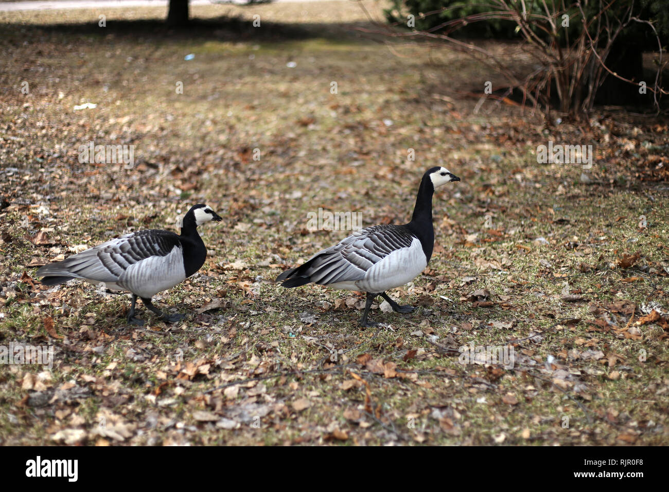 Due oche canadesi camminando su un prato brunastro. Le oche sono piuttosto piccoli in bianco e nero degli uccelli. Fotografato a Helsinki in Finlandia. Foto Stock