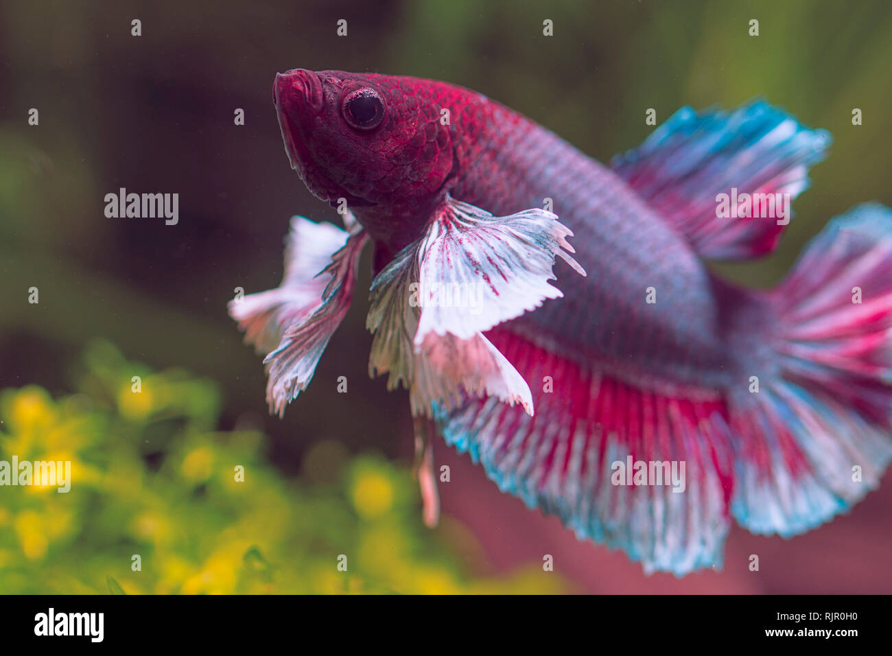 Close-up e dettagli di un Dumbo orecchio Betta Pesce Foto Stock