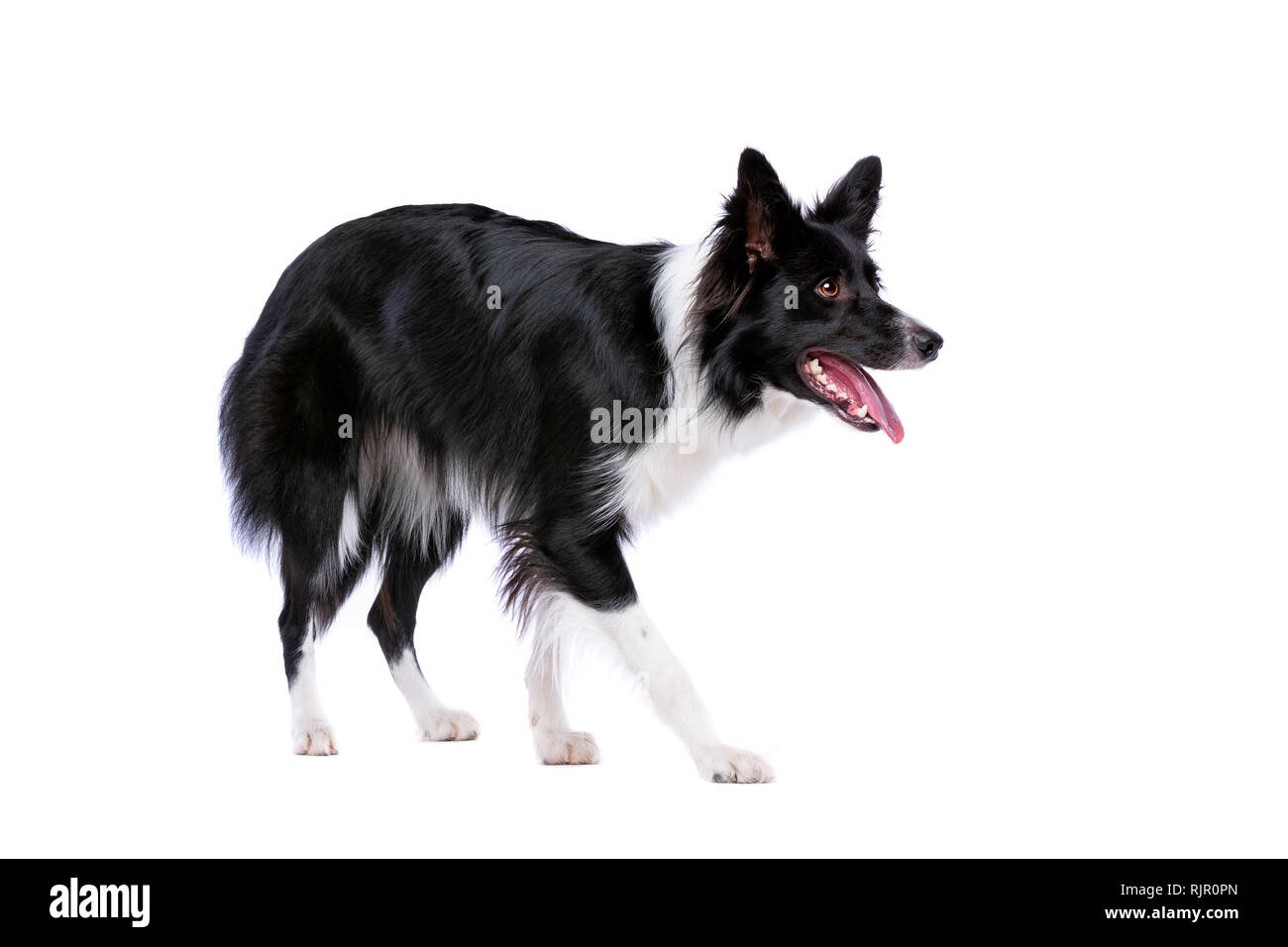 Border Collie cane in piedi di fronte a uno sfondo bianco Foto Stock