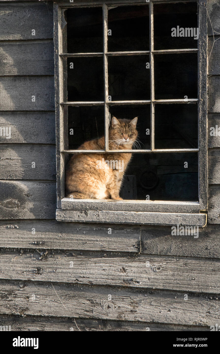 Agriturismo Cat guarda la strada Foto Stock