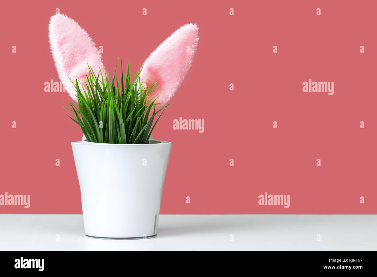 Grippaggio orecchie di coniglio da un vaso di fiori con erba verde. Concetto di pasqua. Spazio di copia Foto Stock