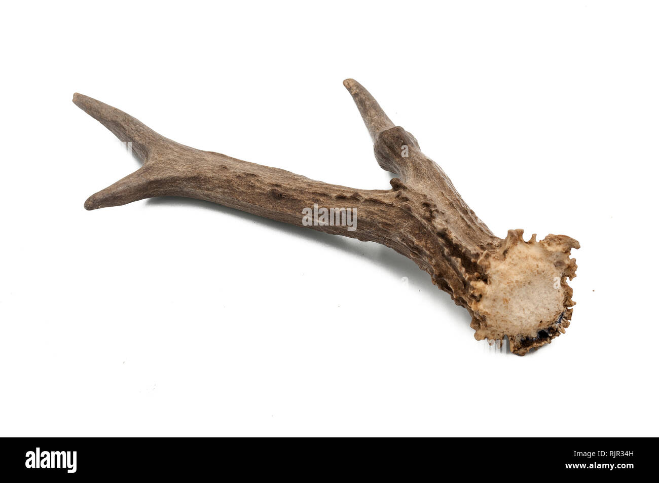 Il capriolo (Capreolus capreolus), maschio adulto corna con sfondo bianco Foto Stock