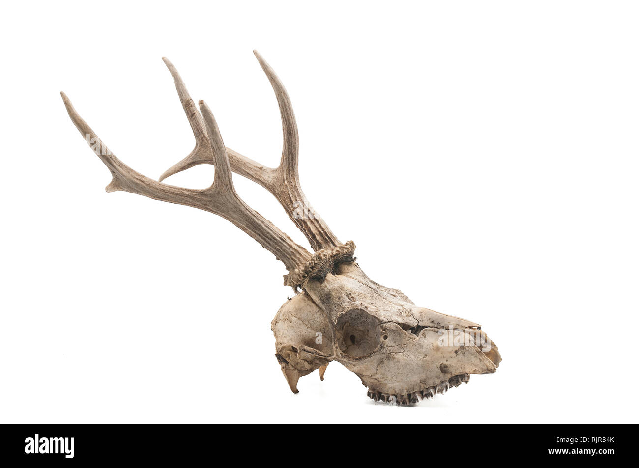 Il capriolo (Capreolus capreolus), mammifero cranio e le corna, sfondo bianco Foto Stock