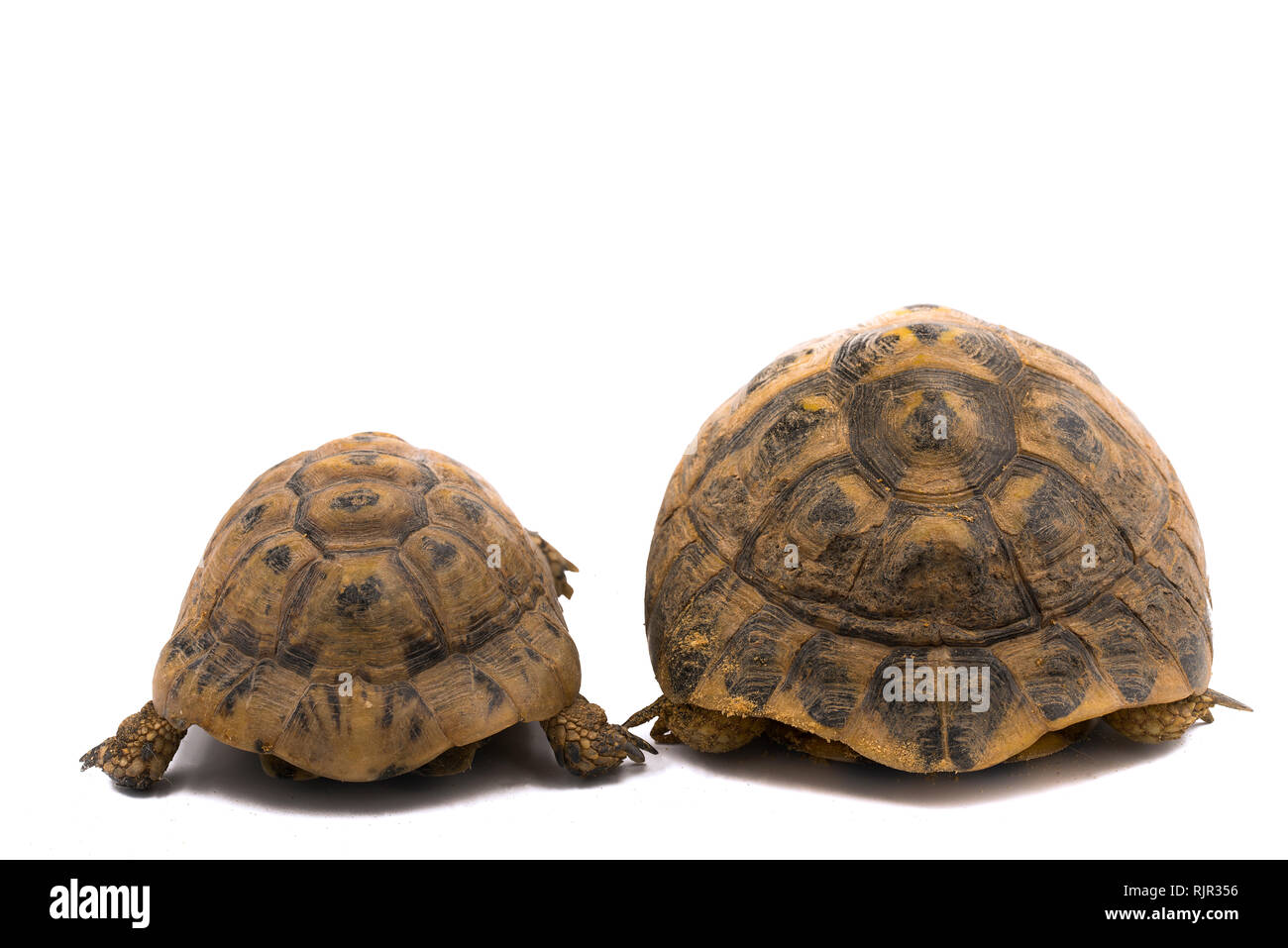 Sperone thighed tartaruga (Testudo graeca) e Hermann's tartaruga (Testudo hermanni) schiena a schiena con sfondo bianco Foto Stock
