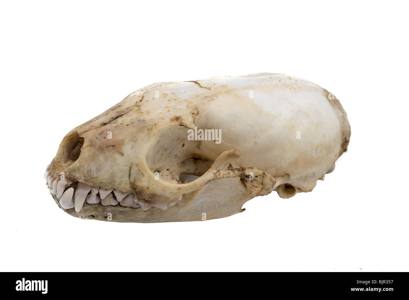 La Faina, Martes foina, cranio di mammifero Foto Stock