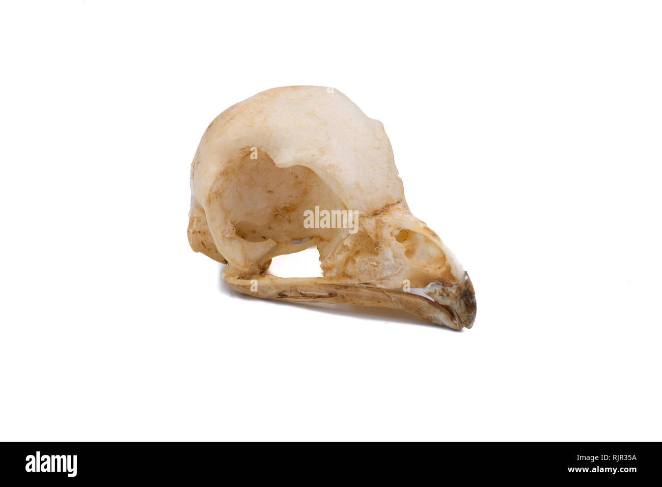Allocco (Strix aluco), il gufo cranio, i rapaci notturni con sfondo bianco Foto Stock