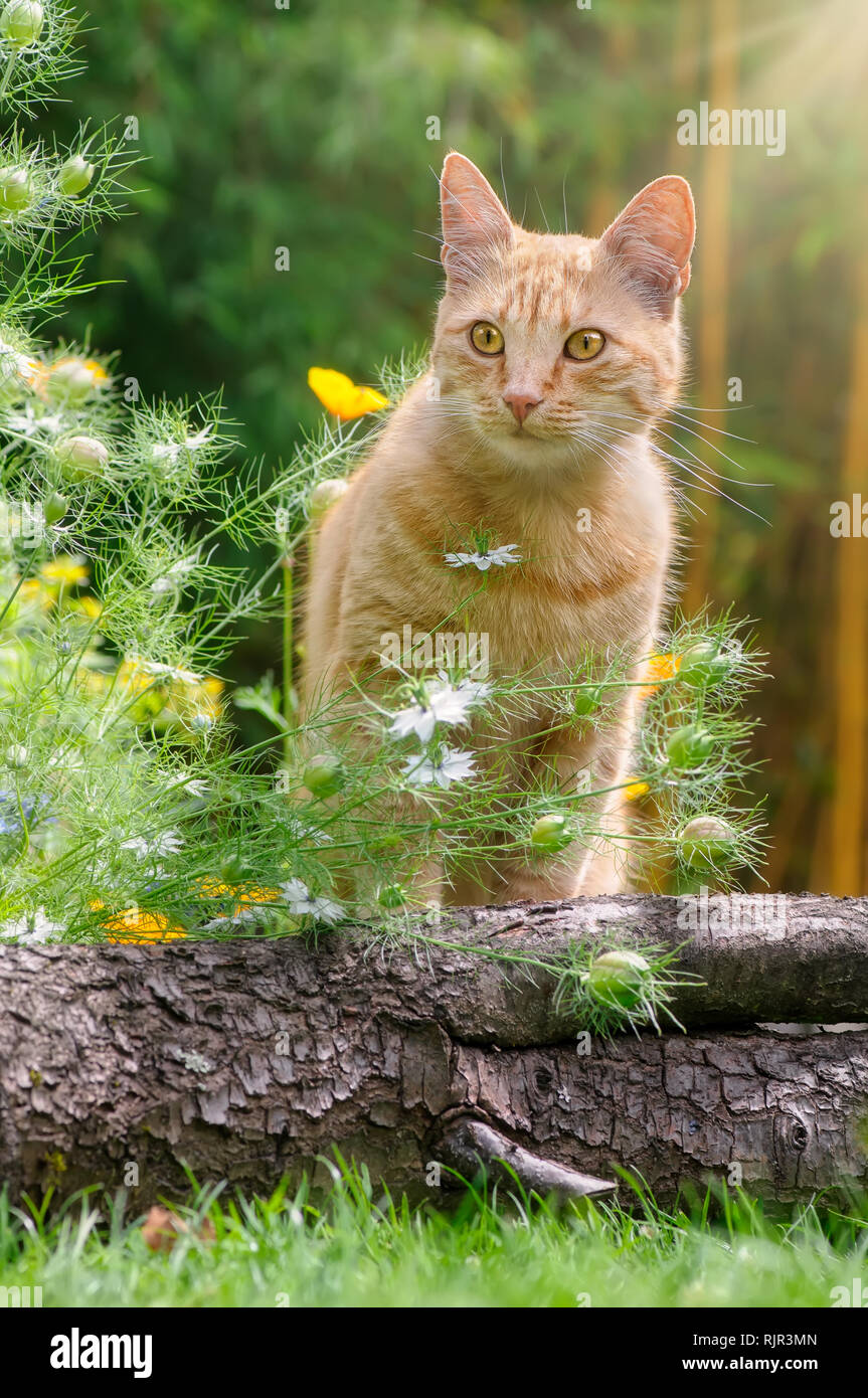 Un simpatico Rosso tabby cat, European Shorthair, seduti in un paese fiorito giardino guardando curiosamente su una soleggiata giornata estiva, Germania Foto Stock