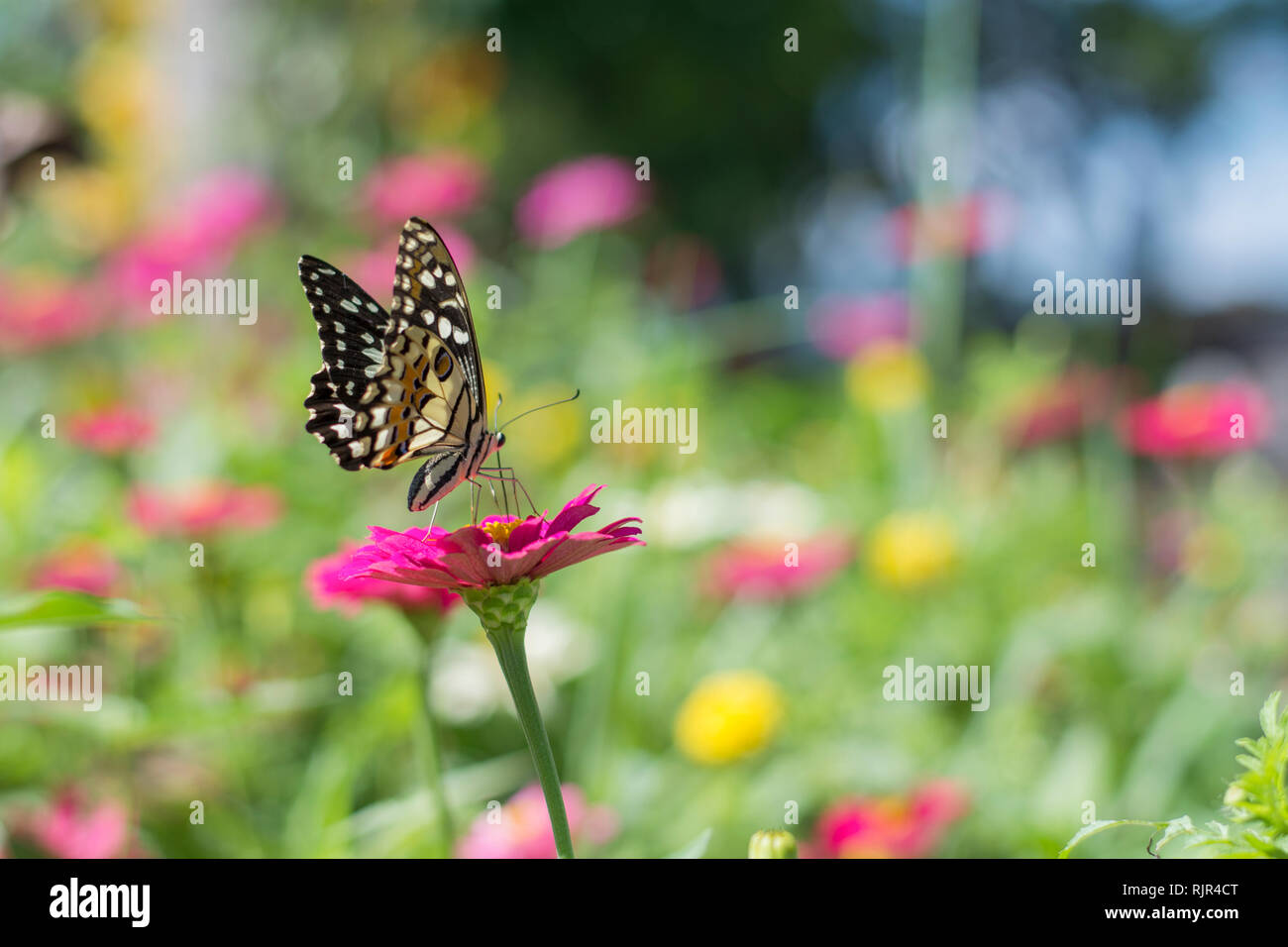 Farfalle di fiori in primavera Foto Stock