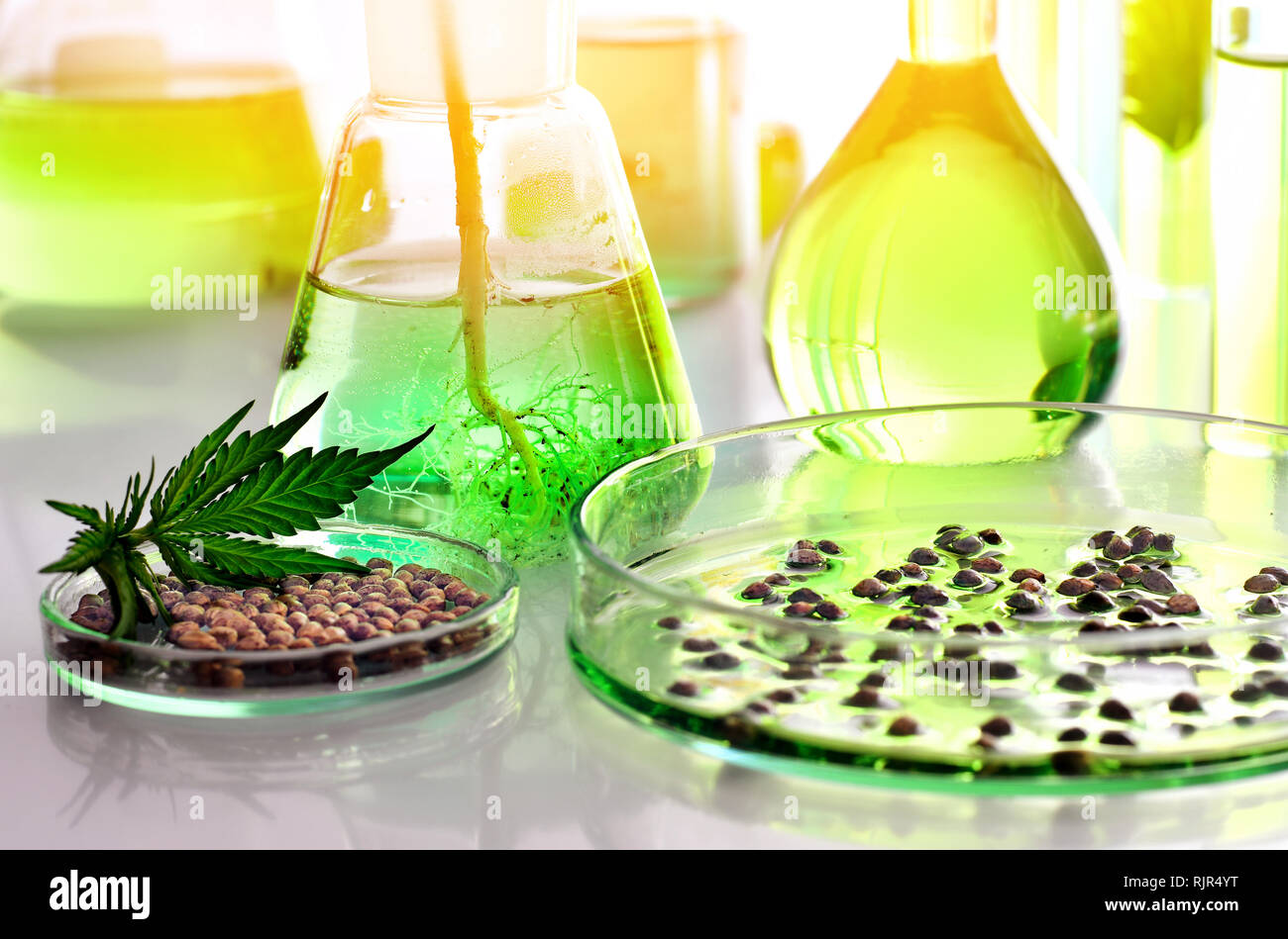 La ricerca scientifica della cannabis medica per uso in medicina, il concetto di biotecnologia Foto Stock