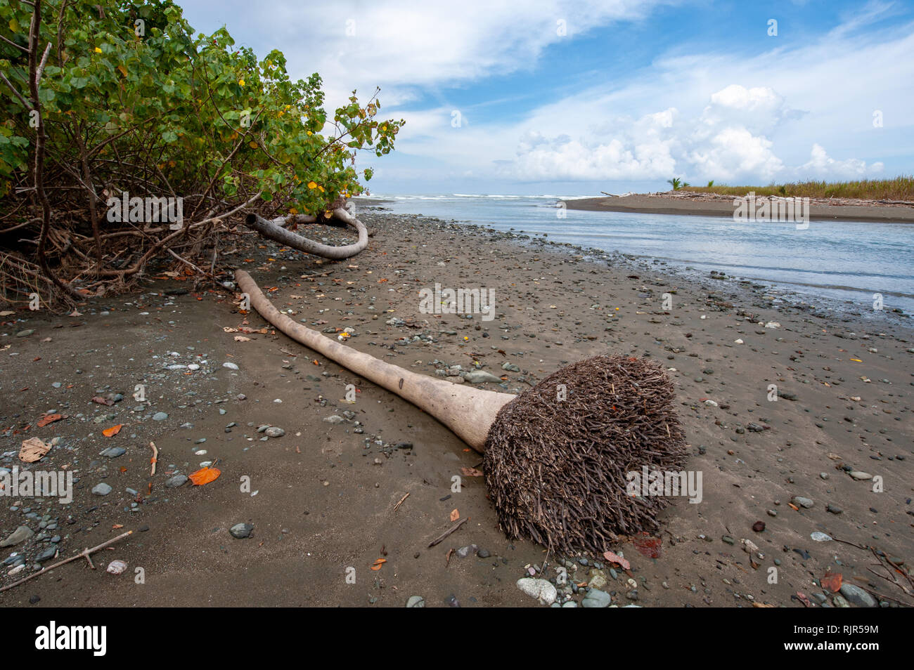 Estuario del fiume nel parco nazionale di Corcovado vicino a Sirena stazione di ranger, Costa Rica Foto Stock