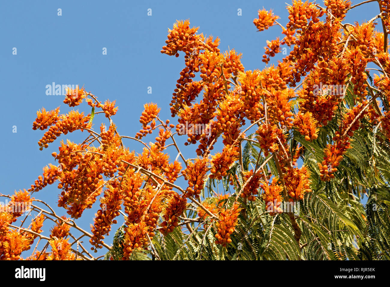 Masse di spettacolare vivido arancione fiori e foglie verdi di Colvillea racemosa, insolito albero a foglie decidue, contro il cielo blu nel Queensland Australia Foto Stock