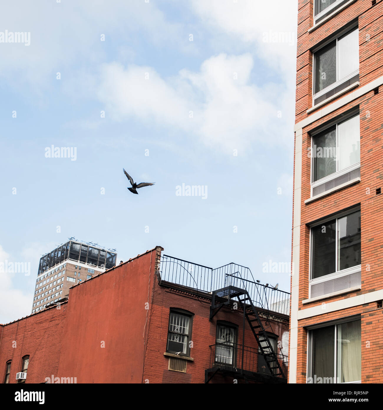Uccello in volo da edifici, Brooklyn, New York, US Foto Stock