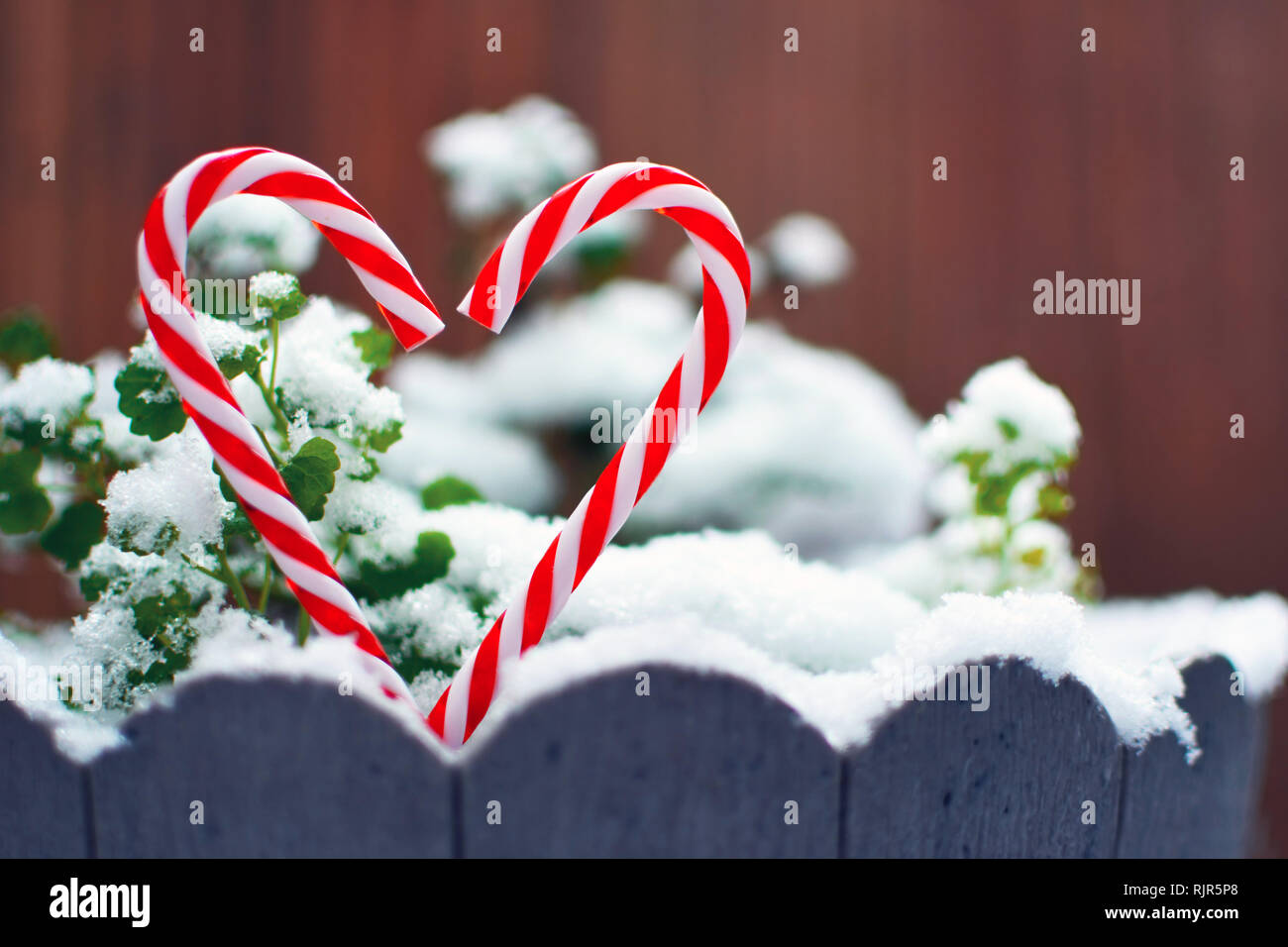 Due a strisce rosse e bianche candy canes formando la forma di un cuore di fronte coperta di neve piante Foto Stock