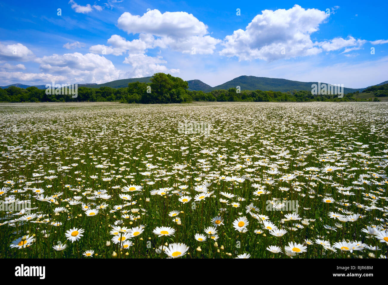 Il campo di margherite in una giornata di sole. Foto Stock