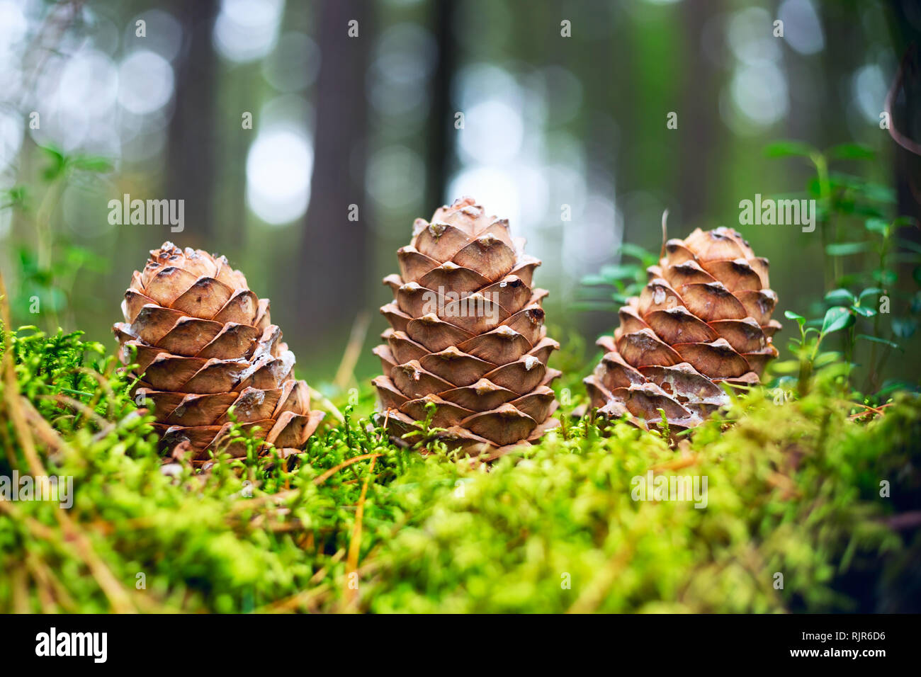 Tre coni del cedro siberiano nella foresta. Foto Stock