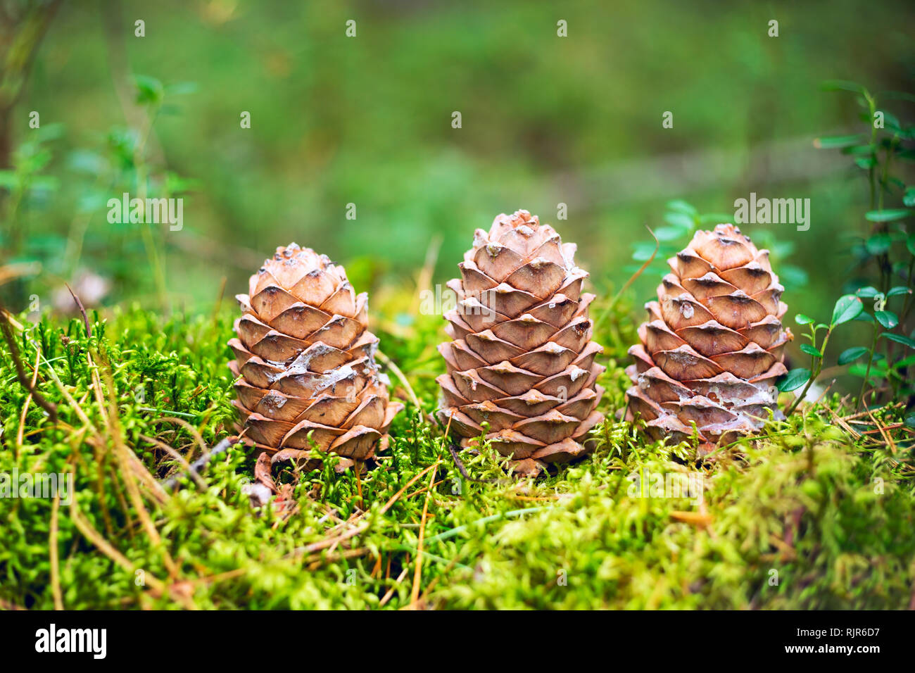 Tre coni del cedro siberiano nella foresta. Foto Stock