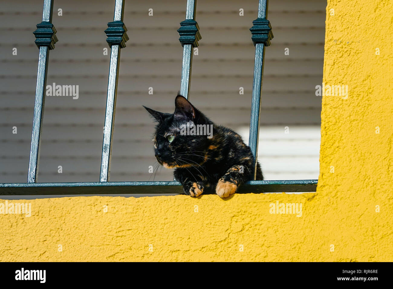 Giovane nero e lo zenzero cat guardando attraverso le ringhiere con parete gialla, Calpe, Spagna Foto Stock