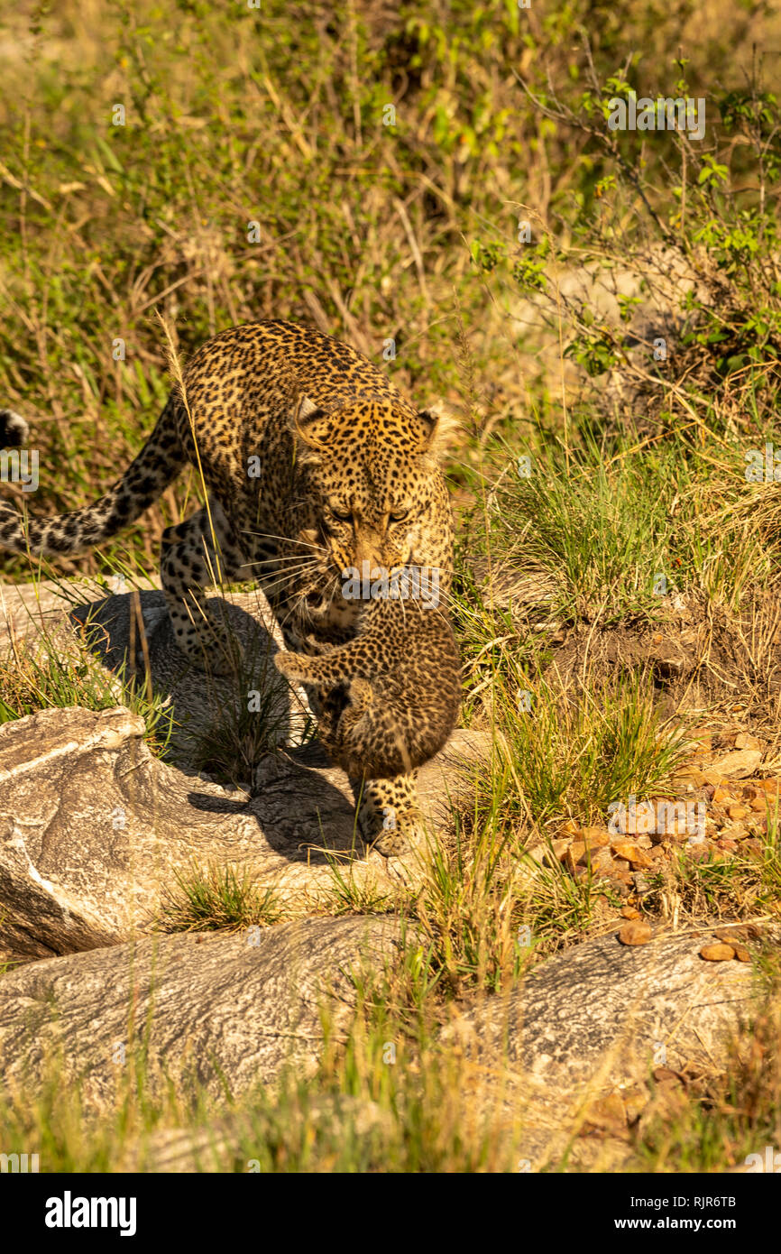 Femmina madre di Leopard che porta il suo cucciolo alla sicurezza del Masai Mara Kenya Foto Stock