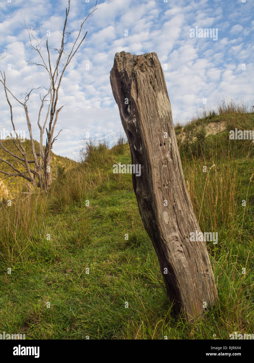 Totara palo da recinzione, ultima superstite, relitto di Pioneer farm, ora abandonded, ancora forte, Ahuahu Valley, Whanganui River North Island, Nuova Zelanda Foto Stock