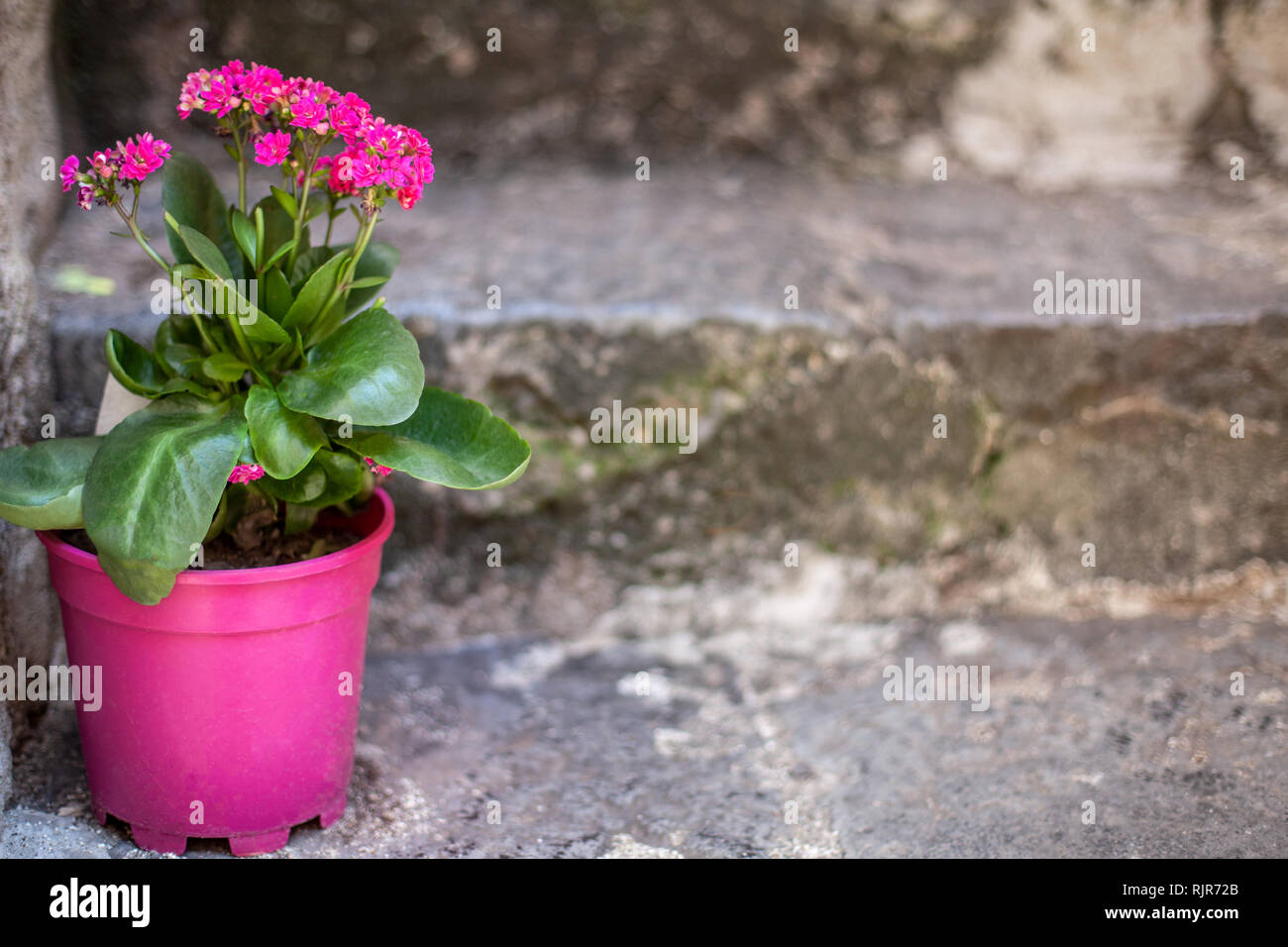 Un brillante fiore rosa in un rosa luminoso vasi da fiori adorna le fasi di una vecchia casa. Close-up Foto Stock