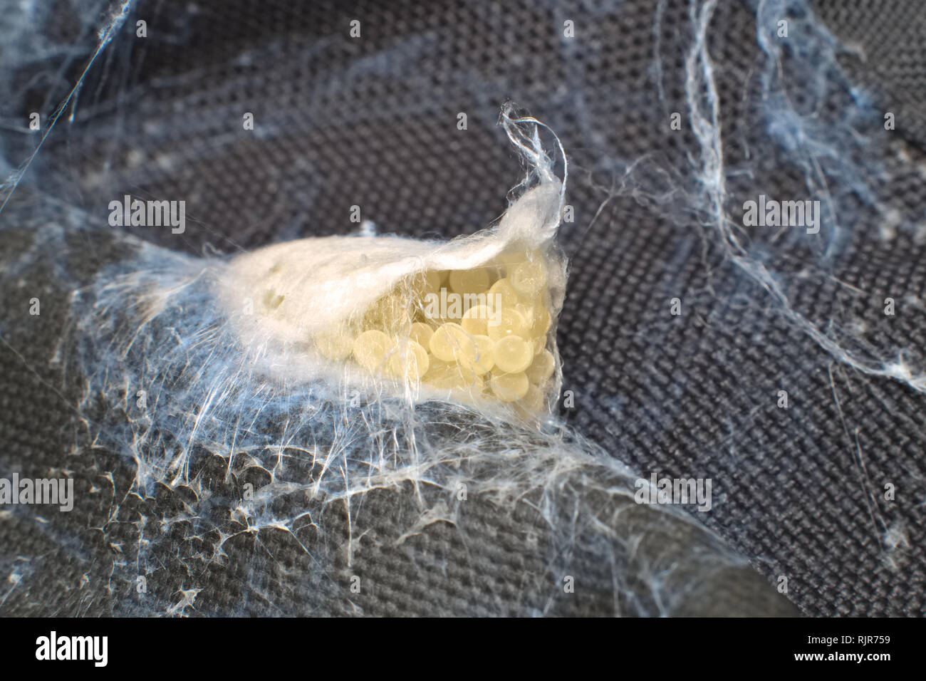 Uova di ragno europeo protetto da un sacco di seta bianca Foto Stock