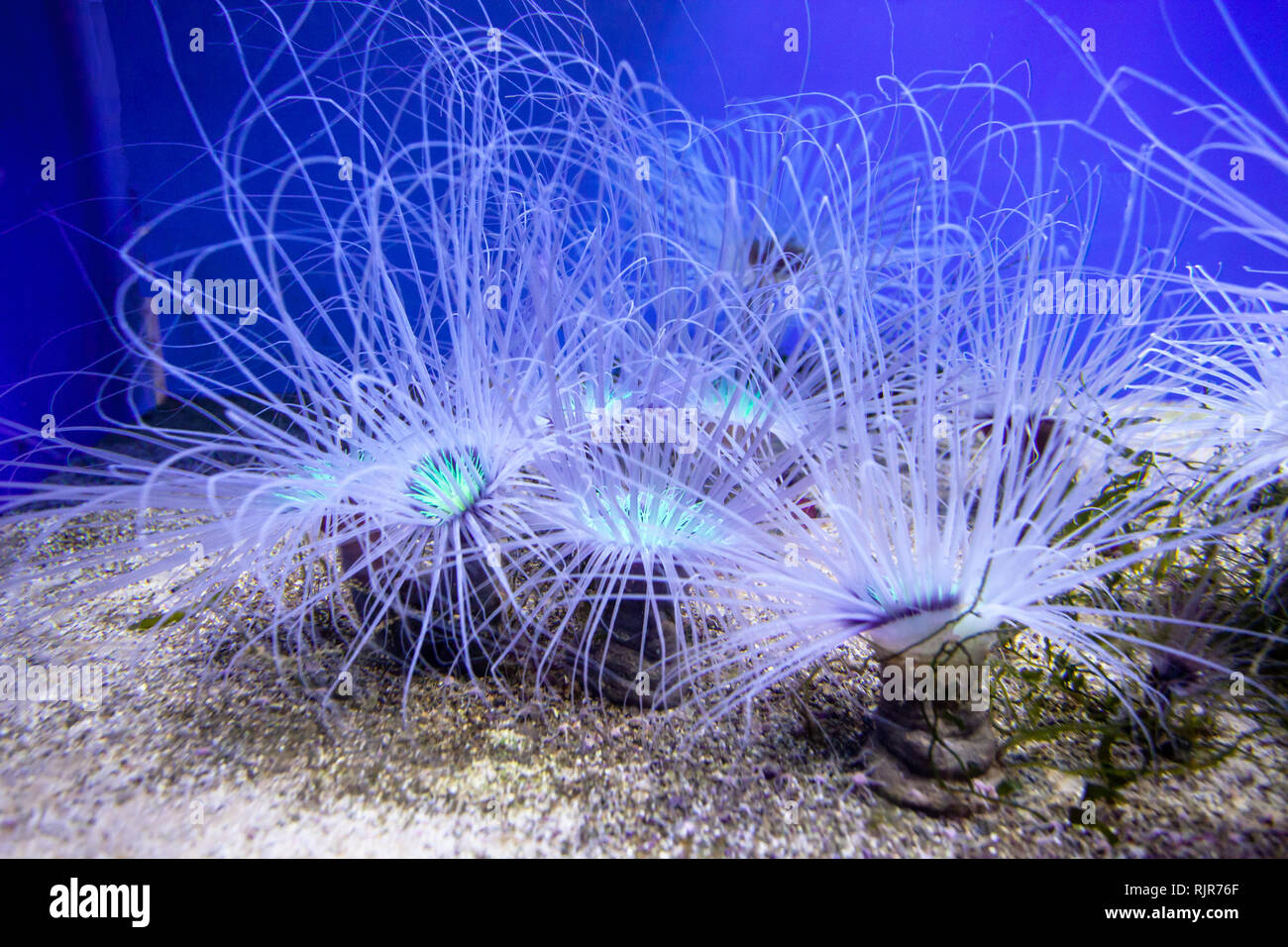Incantevole anemoni di mare in acquario. Le sfocature Foto Stock