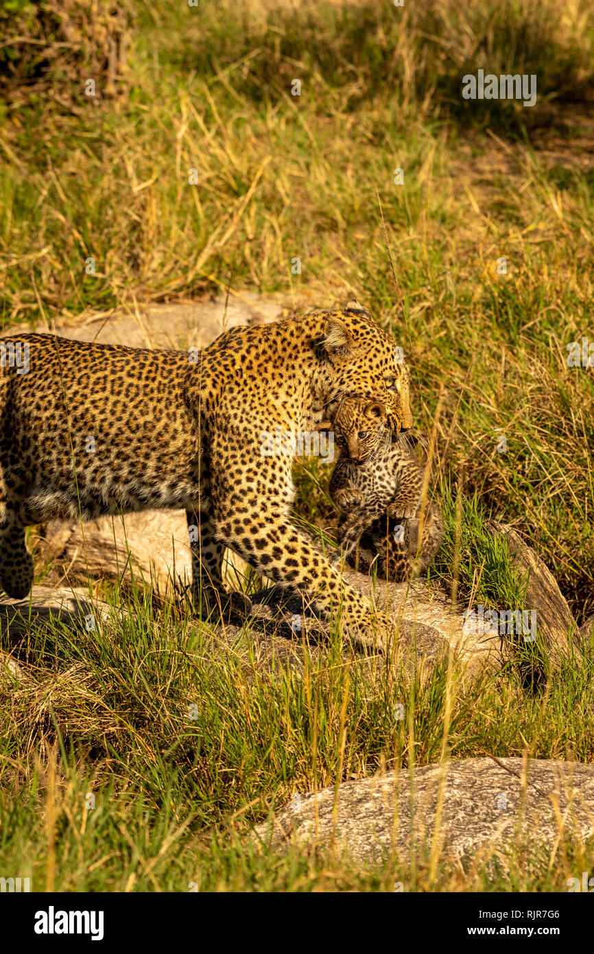 Femmina madre di Leopard che porta il suo cucciolo alla sicurezza del Masai Mara Kenya Foto Stock