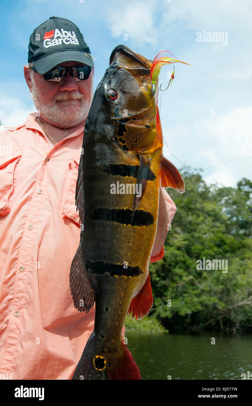 Un Amazon pescatore solleva il suo gigantesco pavone basso che è stato  agganciato su un rosso e giallo maschera Foto stock - Alamy