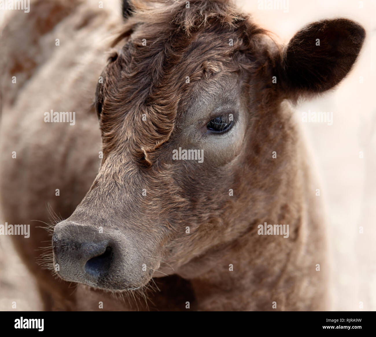 Inizio di luce che cade su una giovane vacca marrone sterzare su una fattoria Foto Stock