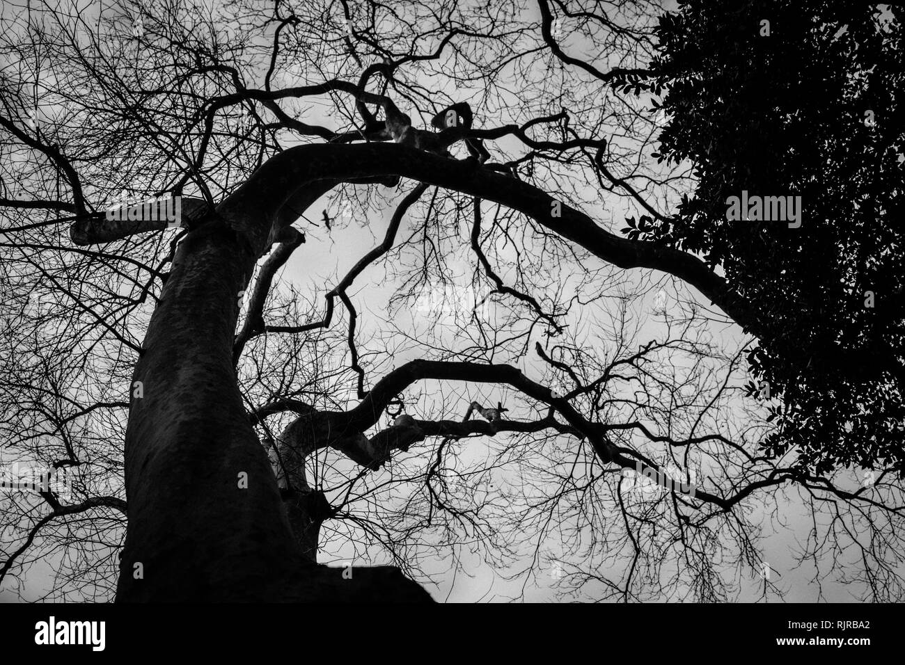 Fotografia in bianco e nero di un albero a Gülhane Park, Istanbul. Parte europea. Turchia Foto Stock