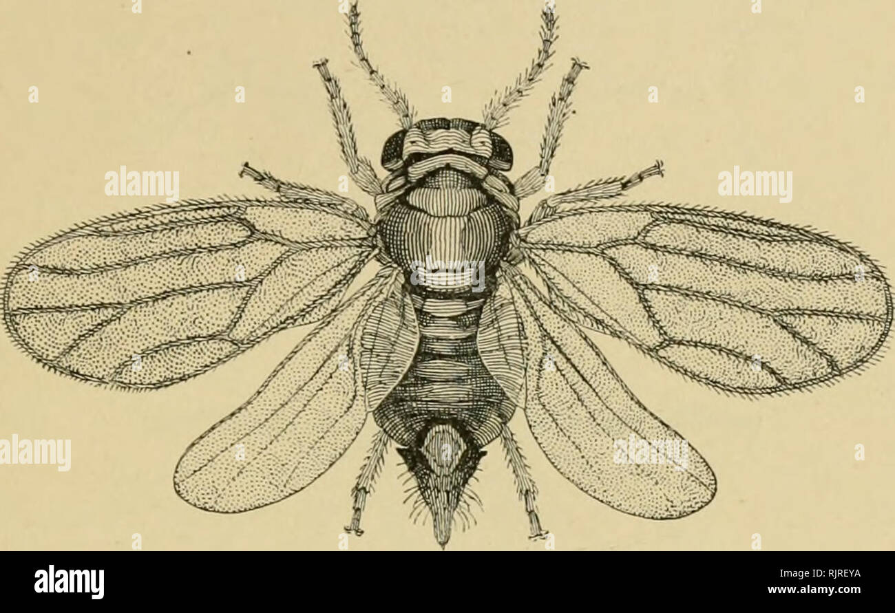 . Insetti australiani. Gli insetti. IIOMOPTERA. 3(55 la lunghezza dei suoi esili antenne; è conunon su nero a graticcio all'inizio dell'estate. P. ncaciac-hailcyanae è un molto più piccolo giallo specie con ali a chiazze che spesso sciami oltre le superfici coltivate "graticcio Cootamundra" e viene riferito di avere distrutto tutto il fiore-hnds di questo graticcio nel quartiere di Melbourne in 1!)(I5. P. capparis è un chiazzato specie alato che frequenta il fogliame di â Capparis mitcheUi nel western scrubs: P. scMzoneurodcs. Fig. Q.âPsulla sterculiae (Frogga,lt). Il Kurrajonj; ramoscello- Psylla. (&Qu Foto Stock