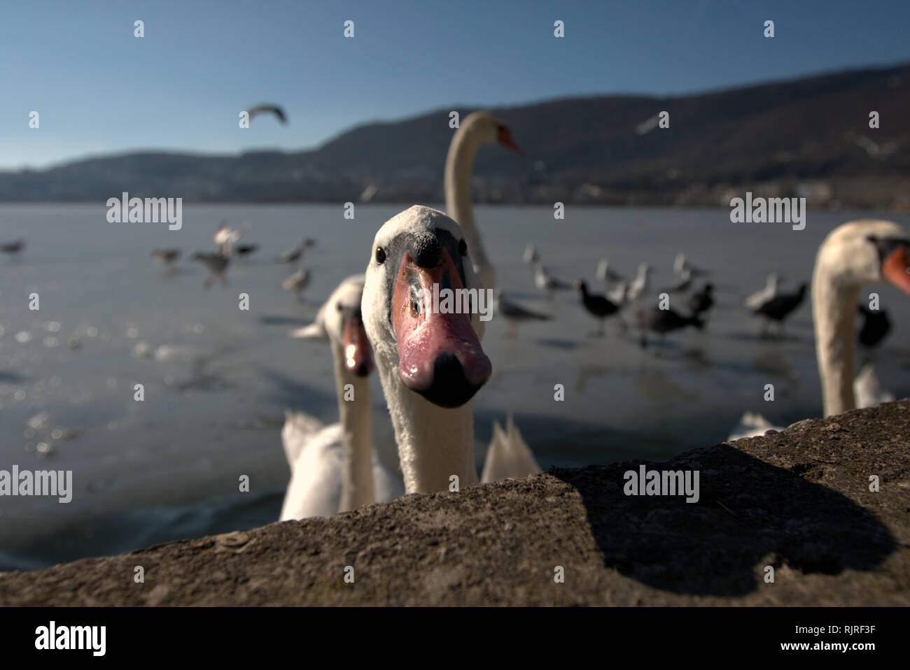 Cigno sul lago ghiacciato di Orestiada in Kastoria, Grecia. Foto Stock