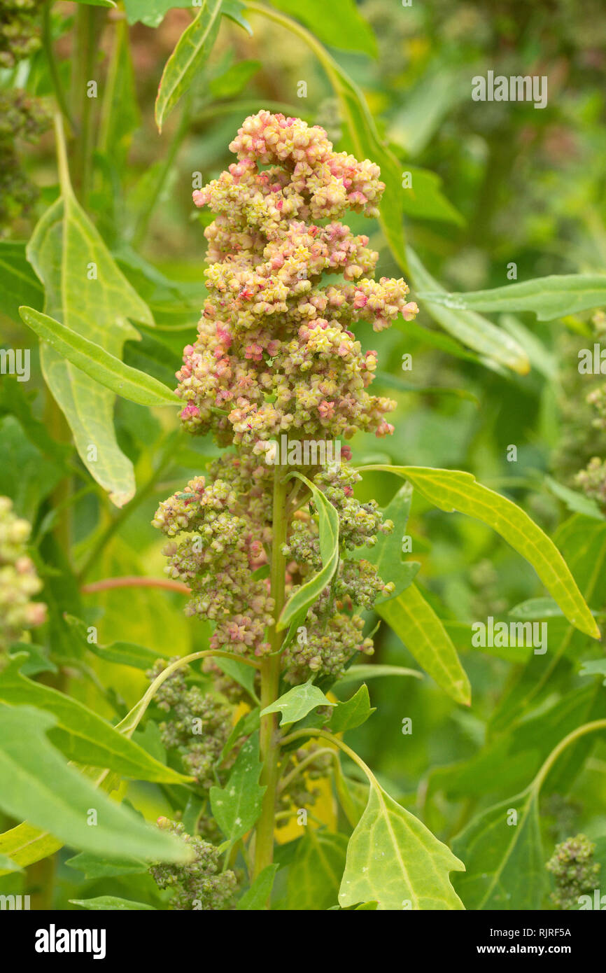 La quinoa (Chenopodium quinoa) Foto Stock