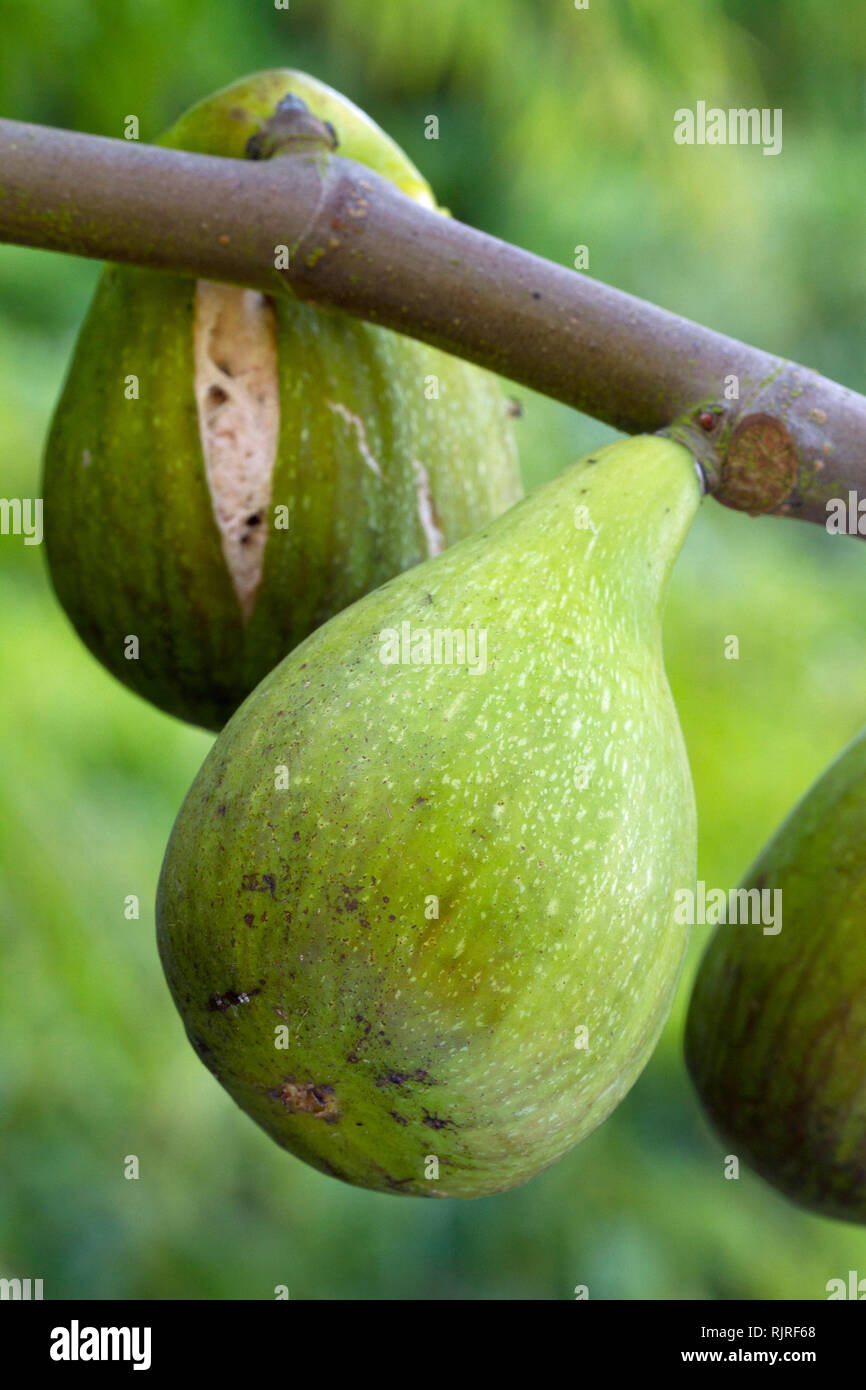 Fig (Ficus carica) 'Dalmatia' Foto Stock