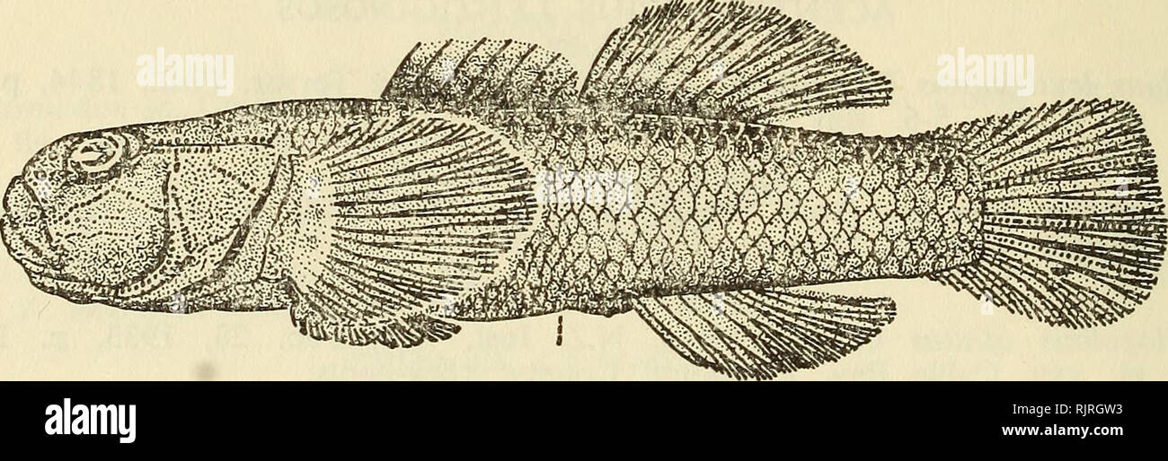 . La Australian zoologo. Zoologia; Zoologia; Zoologia. 78 AUSTRALIAN ZOOLOGO, 15(1), 1968 GOBIOMORPHUS BASALIS bullo comune Eleotris basalis grigio, Zool. Misc. (5), giugno 1842, pag. 73. Il fiume Tamigi. Tipo nel British Museum. GOBIOMORPHUS HUTTONI rosso-bullo alettato Eleotris huttoni Ogilby, Proc. Linn. Soc. N.S.Galles (2) IX, 1894, p. 369. Fiume Waikato. Tipo in Museo Australiano, Sydney, immaginato da Whitley &AMP; Phillipps, 1939. Vedere anche Stokell, Trans. Roy. Soc. N.Z.,. lxxxvii, 1959. p. 269, pi. xxii, fig. 2 e McDowall, Trans. Roy. Soc. N.Z., Zool. iii (2), 1962, p. 1, figg. 1-3. Gobiomorphus stok Foto Stock