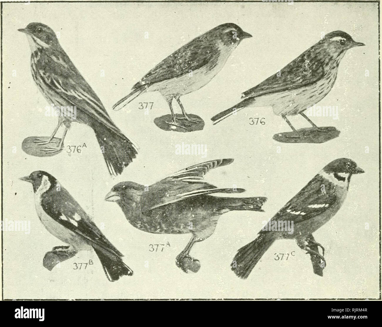 . Un australiano bird prenota : un libro tascabile per uso sul campo. Uccelli -- Australia identificazione. 176 Un uccello australiano libro. F. 14 7. MOTACILLIDAE (2), Pipits, cutrettole, 107 sp.- 11(6)A, 32(6)0., 53(12)P., 49(32)E., 7(l)Nc, 11(9)N1. 1 376*Australian Pipit, Ground-Lark, Anthus australis, A., 55 T. =vt. Eur. Pipit. Part-Mig. v.c. superiore di erba scuro-marrone, piume refilato accendino; buff stripe occhio sopra; sotto bianco venato scuro-marrone; la maggior parte presenta delle striature sul petto; esterni-tail bianco; f., sim. Insetti, piccoli semi. A volte si eleva il canto melodiously. Pag. 14 8. ALAUDIDAE (4), allodole, allodola, cornuto- allodole, Sho Foto Stock