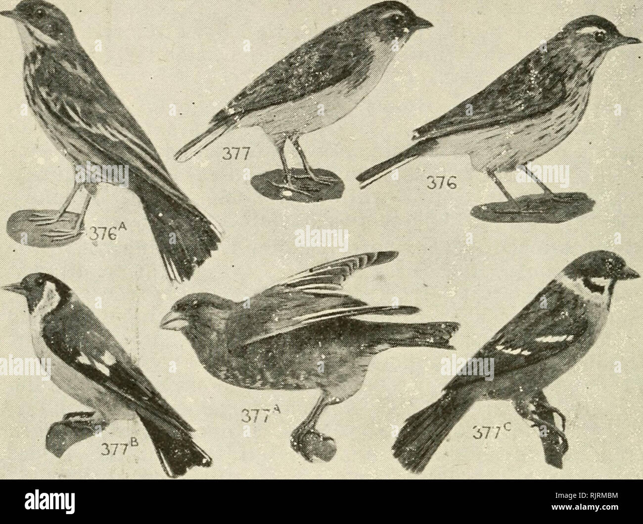 . Un australiano bird prenota : un libro tascabile per uso sul campo. Uccelli -- Australia identificazione. 176 Un AtrSTiJALiAN BiftD libro. F. 14 7. MOTACILLIDAE (2). Pipits, cutrettole, 10 7 sp.- 11(6)A, 32(6)0., 53(12)P., 49(32)E., 7(l)Nc., 11(9)N1. 1 376*Australian Pipit, Ground-Lark, Anthus australis, A., 55 T. =^vt. Eur. Pipit. Part-Mig. v.c. superiore di erba scuro-marrone, piume refilato accendino; buff stripe occhio sopra; sotto bianco venato scuro-marrone; la maggior parte presenta delle striature sul petto; esterni-tail bianco; f., sim. Insetti, piccoli semi. A volte si eleva il canto melodiously. F. 14 8. ALAUDIDAE (4), allodole, allodola, cornuto- Lark Foto Stock