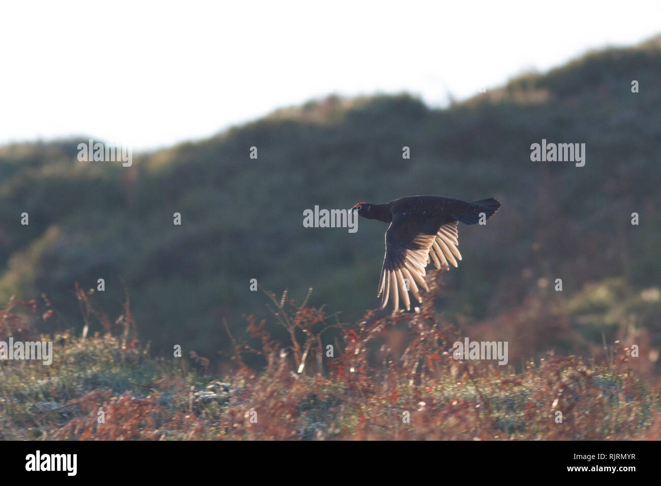 La splendida immagine di un red grouse battenti con il sole che illumina le sue piume Foto Stock