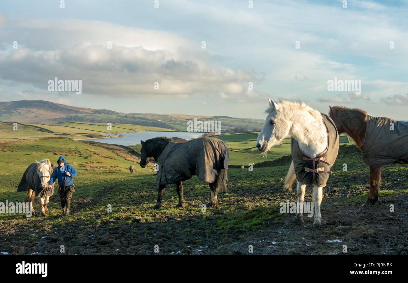 Cavalli indossando cappotti invernali in un campo con un uomo che conduce un cavallo, la bellissima campagna scena da Wharfedale, Yorkshire Foto Stock