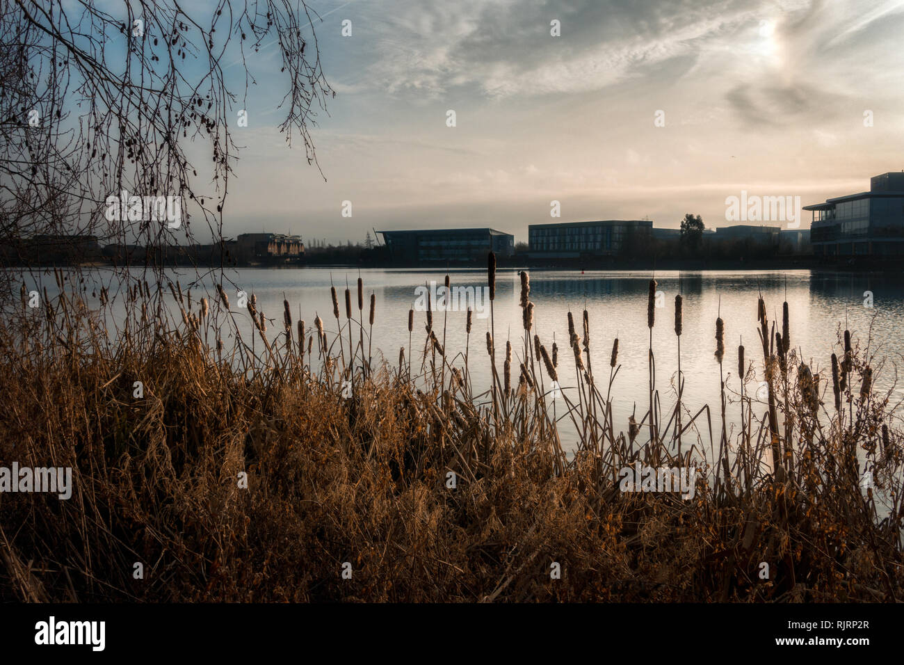 Vista del lago a lago developement in Doncaster attraverso bullrushes - un bel posto per camminare con la natura in un contesto urbano Foto Stock