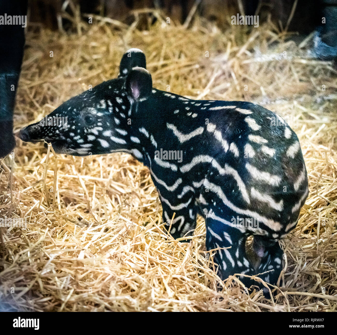 Edinburgh, Regno Unito. 7 febbraio, 2019. Lo Zoo di Edimburgo si celebra la nascita di un tapiro: la malese polpaccio. Il come-ancora-unnamed animale era nato il 1 febbraio 2019 ed è un successo per le specie in via di estinzione con meno di 2500 a sinistra nel selvaggio. Il tapiro: la malese la popolazione è stata gravemente frammentata e si trova in una situazione di grave declino, dovuto principalmente su grande scala di deforestazione, crescente delle attività agricole e incontrollato disboscamento illegale. Credito: Andy Catlin/Alamy Live News Foto Stock