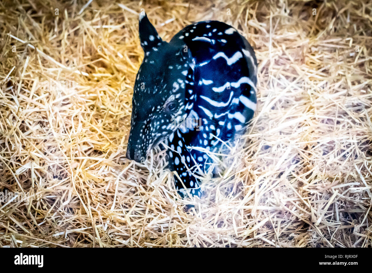 Edinburgh, Regno Unito. 7 febbraio, 2019. Lo Zoo di Edimburgo si celebra la nascita di un tapiro: la malese polpaccio. Il come-ancora-unnamed animale era nato il 1 febbraio 2019 ed è un successo per le specie in via di estinzione con meno di 2500 a sinistra nel selvaggio. Il tapiro: la malese la popolazione è stata gravemente frammentata e si trova in una situazione di grave declino, dovuto principalmente su grande scala di deforestazione, crescente delle attività agricole e incontrollato disboscamento illegale. Credito: Andy Catlin/Alamy Live News Foto Stock