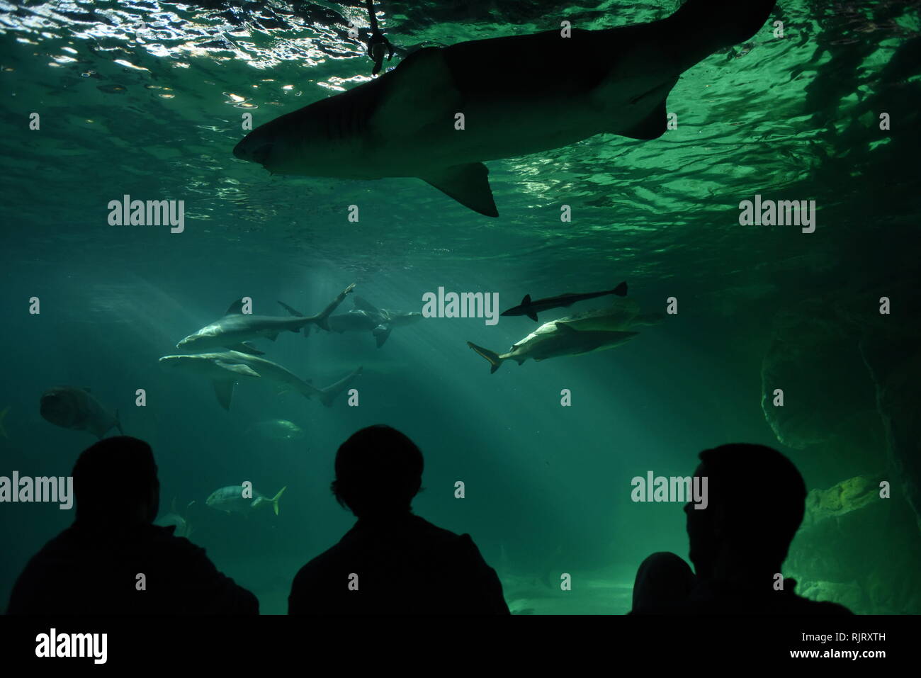 Madrid, Madrid, Spagna. 7 febbraio, 2019. Persone stanno guardando gli squali e pesci in un acquario presso lo Zoo di Madrid. Credito: John Milner/SOPA Immagini/ZUMA filo/Alamy Live News Foto Stock