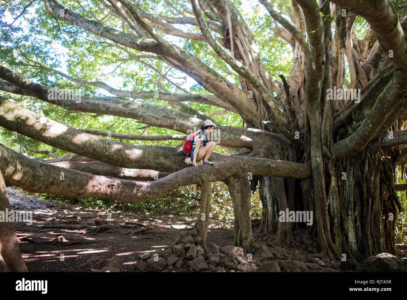 La donna ad esplorare un albero gigante, Waipipi Trail, Maui, Hawaii Foto Stock