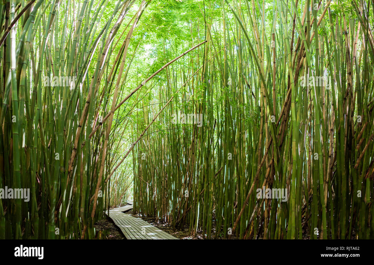 Fitte foreste di bambù passerella di ombreggiatura, Waipipi Trail, Maui, Hawaii Foto Stock